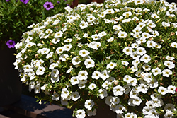 Cabaret Bright White Calibrachoa (Calibrachoa 'Balcabriw') at Lakeshore Garden Centres