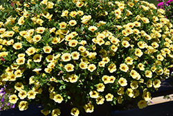MiniFamous Uno Yellow+Red Vein Calibrachoa (Calibrachoa 'KLECA20803') at Golden Acre Home & Garden