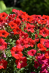 Supertunia Really Red Petunia (Petunia 'Sunremi') at Lakeshore Garden Centres