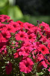 Supertunia Vista Paradise Petunia (Petunia 'BBTUN98901') at Lakeshore Garden Centres