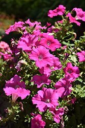 Supertunia Giant Pink Petunia (Petunia 'Supertunia Giant Pink') at Lakeshore Garden Centres