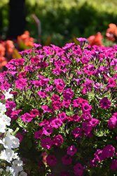 Itsy Magenta Petunia (Petunia 'Itsy Magenta') at Lakeshore Garden Centres