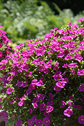 Cabaret Pink Calibrachoa (Calibrachoa 'Cabaret Pink') at Lakeshore Garden Centres