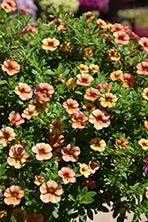 MiniFamous Uno Orange + Red Vein Calibrachoa (Calibrachoa 'KLECA22825') at Lakeshore Garden Centres