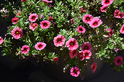 Bloomtastic Chili Pepper Calibrachoa (Calibrachoa 'Bloomtastic Chili Pepper') at Lakeshore Garden Centres
