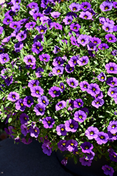 Cha-Cha Lavender Calibrachoa (Calibrachoa 'Balchalav') at Lakeshore Garden Centres