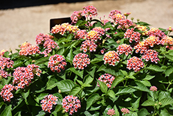 Shamrock Peach Lantana (Lantana 'Balshameai') at Lakeshore Garden Centres