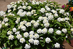 Shamrock White Lantana (Lantana 'Balshamite') at Lakeshore Garden Centres