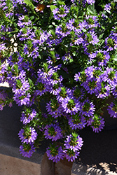 Fairy Blue Fan Flower (Scaevola aemula 'KLESC13594') at Lakeshore Garden Centres