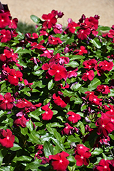 Titan Cranberry Vinca (Catharanthus roseus 'PAS1537843') at Lakeshore Garden Centres