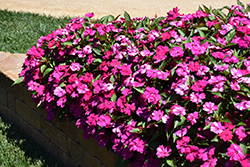 Solarscape Magenta Bliss Impatiens (Impatiens 'PAS1437686') at Lakeshore Garden Centres