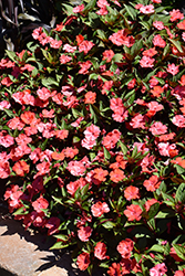 Solarscape Orange Burst Impatiens (Impatiens 'PAS1433403') at Lakeshore Garden Centres