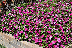 Solarscape Neon Purple Impatiens (Impatiens 'Solarscape Neon Purple') at Lakeshore Garden Centres
