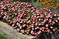 Solarscape XL Salmon Glow Impatiens (Impatiens 'PAS1398046') at Lakeshore Garden Centres