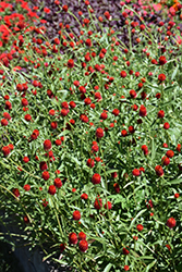 Qis Red Gomphrena (Gomphrena haageana 'Qis Red') at Lakeshore Garden Centres