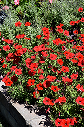 Easy Wave Red Petunia (Petunia 'Easy Wave Red') at Mainescape Nursery
