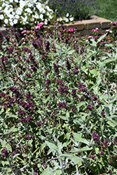 Lancelot Canary Island Sage (Salvia canariensis 'Lancelot') at Lakeshore Garden Centres