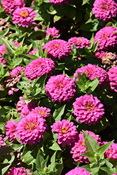 Zesty Pink Zinnia (Zinnia elegans 'Zesty Pink') at Lakeshore Garden Centres