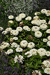 Zesty White Zinnia (Zinnia elegans 'Zesty White') at Lakeshore Garden Centres