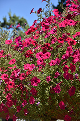 Tidal Wave Cherry Petunia (Petunia 'Tidal Wave Cherry') at Lakeshore Garden Centres
