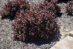 Colorstar Merlot Pink Weigela (Weigela florida 'Bokratwo') at Lakeshore Garden Centres