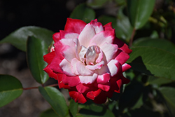 Candy Cane Cocktail Rose (Rosa 'Meiriansois') at Lakeshore Garden Centres