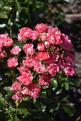 Fairy Meidiland Rose (Rosa 'Meiklutz') at Lakeshore Garden Centres