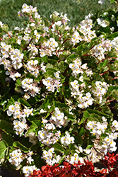 BabyWing White Begonia (Begonia 'BabyWing White') at Lakeshore Garden Centres