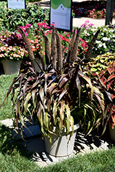 Copper Prince Millet (Pennisetum glaucum 'Copper Prince') at Lakeshore Garden Centres
