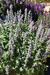 Blue Chill Sage (Salvia 'Balsaluchl') at Lakeshore Garden Centres