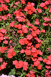 Gisele Scarlet Phlox (Phlox 'KLEPX20088') at Lakeshore Garden Centres
