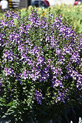 Archangel Blue Bicolor Angelonia (Angelonia angustifolia 'Balarclubi') at Lakeshore Garden Centres