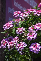 Beats Purple+White Verbena (Verbena 'KLEVP20052') at Lakeshore Garden Centres