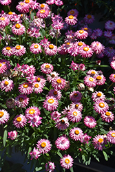 Mohave Pink Strawflower (Bracteantha bracteata 'KLEBB23106') at Lakeshore Garden Centres