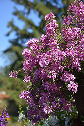 AngelMist Spreading Berry Sparkler Angelonia (Angelonia angustifolia 'Balangspery') at Lakeshore Garden Centres
