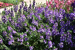 AngelMist Spreading Bluebird Angelonia (Angelonia angustifolia 'Balangspird') at Lakeshore Garden Centres