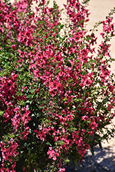 Archangel Cherry Red Angelonia (Angelonia angustifolia 'Balarcher') at Lakeshore Garden Centres