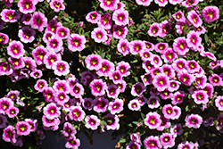 Bumble Bee Pink Calibrachoa (Calibrachoa 'Balcanumbi') at Lakeshore Garden Centres