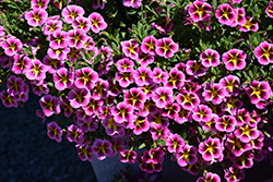 MiniFamous Neo Pink Hawaii Calibrachoa (Calibrachoa 'KLECA20810') at Lakeshore Garden Centres