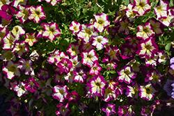 Headliner Banana Cherry Petunia (Petunia 'KLEPH20425') at Lakeshore Garden Centres