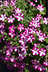 Headliner Raspberry Star (Petunia 'KLEPH14267') at Lakeshore Garden Centres