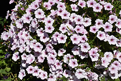 ColorRush Pink Vein Petunia (Petunia 'Balcushinein') at Lakeshore Garden Centres