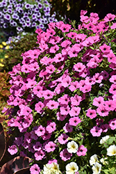 ColorRush Pink Petunia (Petunia 'Balcushink') at Lakeshore Garden Centres