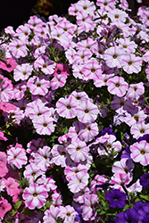 ColorRush Pink Star Petunia (Petunia 'Balcushpar') at Lakeshore Garden Centres