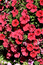 ColorRush Watermelon Red Petunia (Petunia 'Balcushware') at Lakeshore Garden Centres