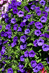 ColorRush Blue Petunia (Petunia 'Balcushlu') at Lakeshore Garden Centres