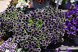 SureShot Blueberries & Cream Petunia (Petunia 'Balsursbeam') at Lakeshore Garden Centres