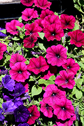 SureShot Magenta Petunia (Petunia 'Balsursgen') at Lakeshore Garden Centres