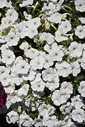 SureShot White Petunia (Petunia 'Balsursite') at Lakeshore Garden Centres
