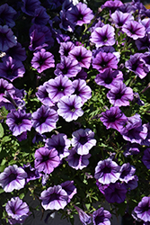 SureShot Blue Vein Petunia (Petunia 'Balsursbluv') at Lakeshore Garden Centres